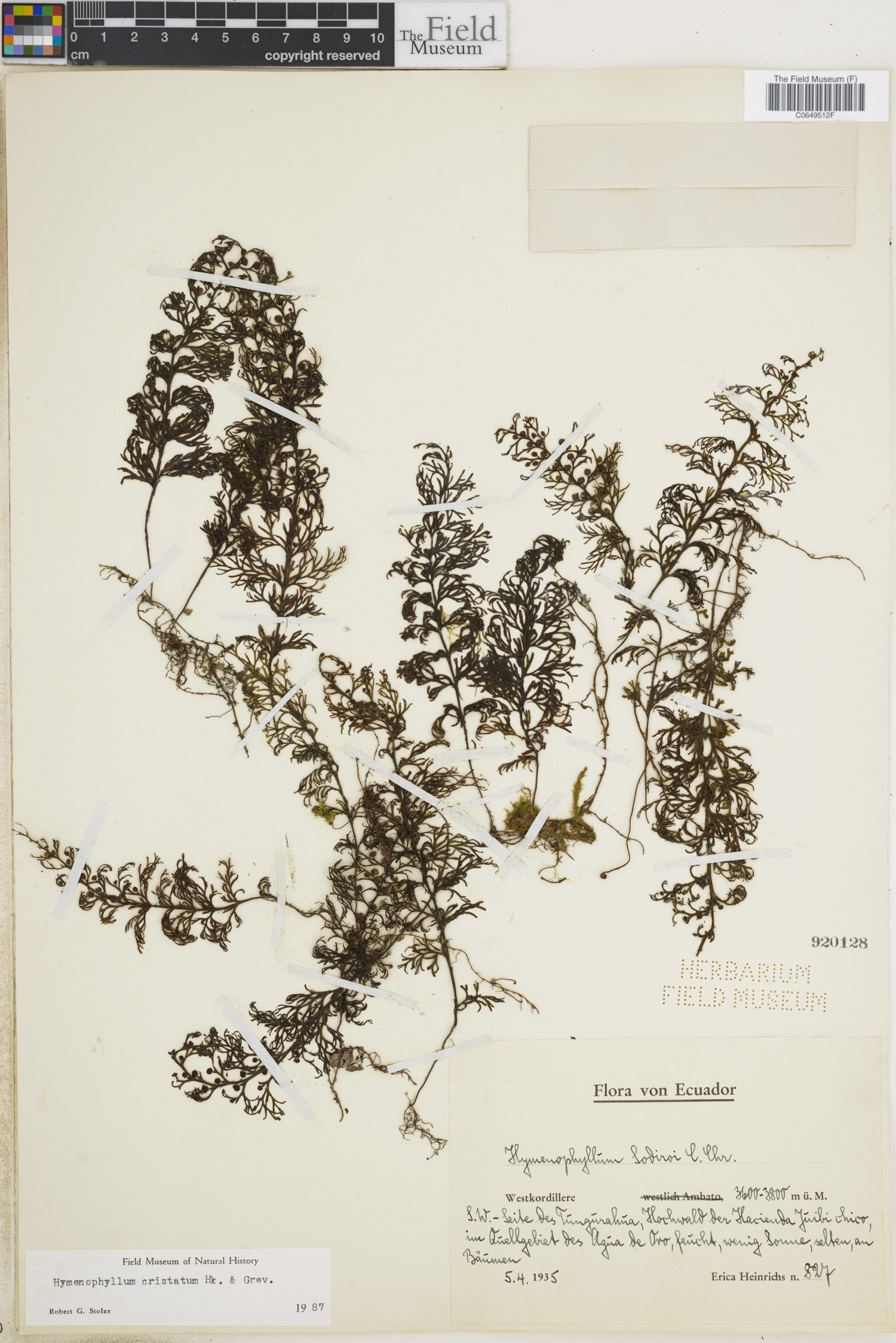 Hymenophyllum cristatum image