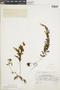 Hymenophyllum fucoides var. calodictyon image