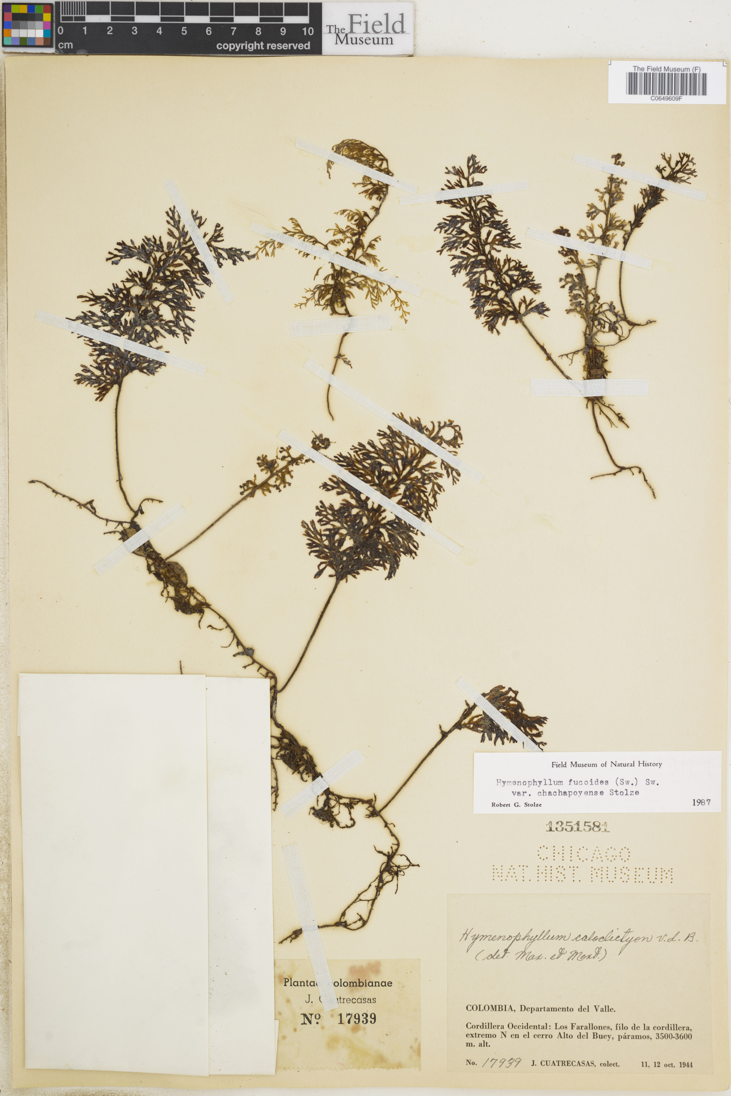 Hymenophyllum fucoides var. chachapoyense image