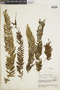 Hymenophyllum lobatoalatum image
