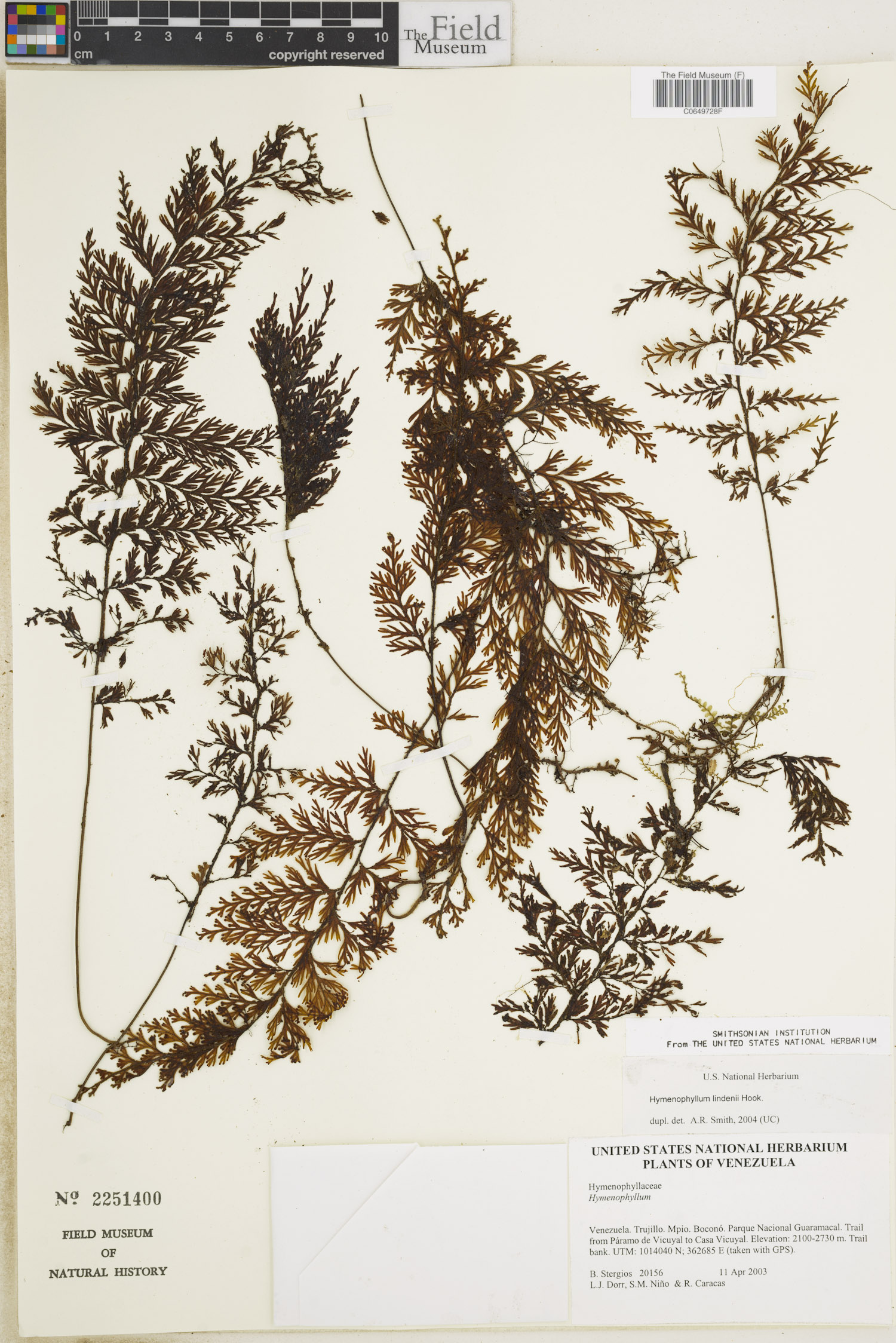 Hymenophyllum lindenii image