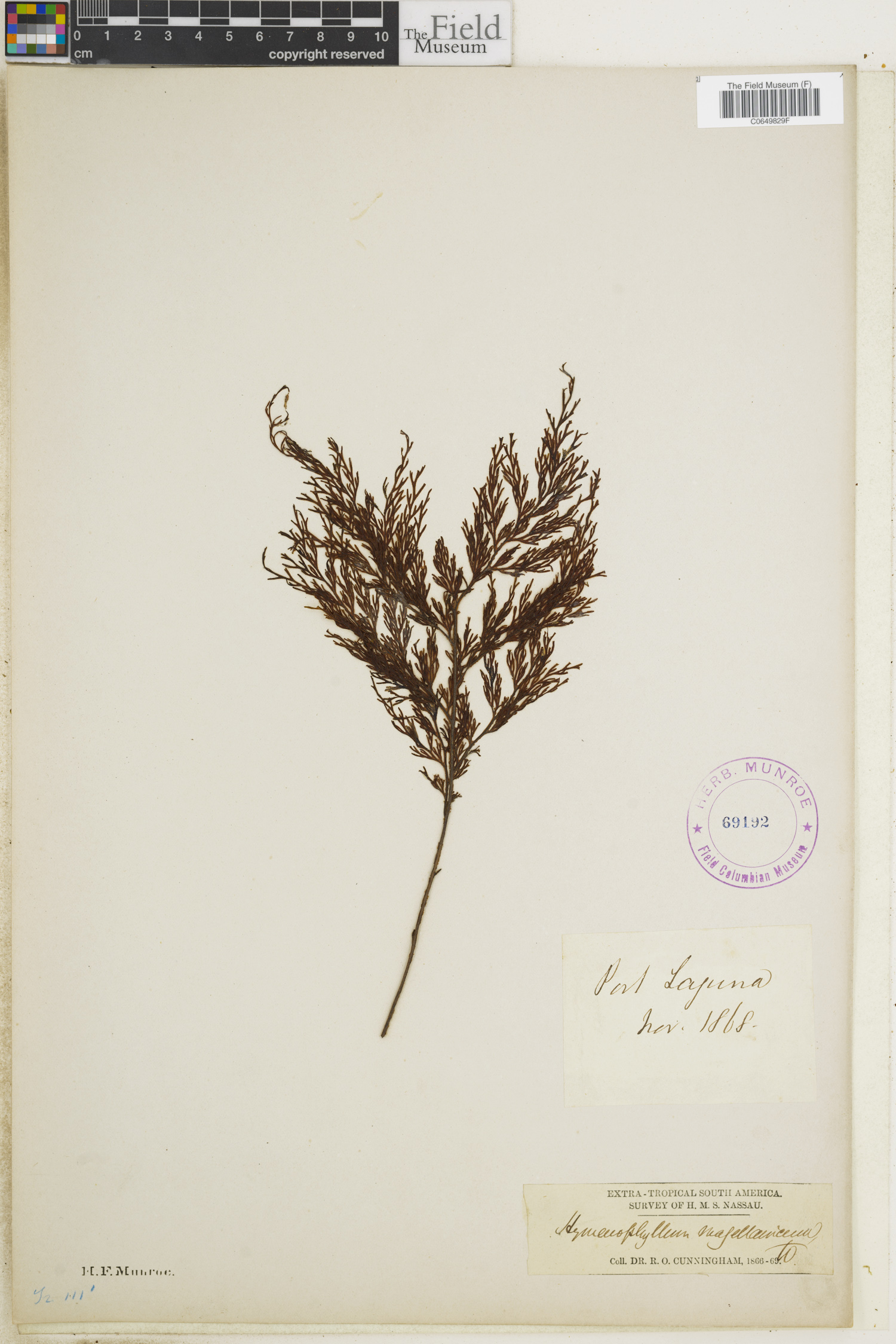 Hymenophyllum magellanicum image
