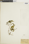 Hymenophyllum pectinatum image