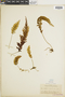 Hymenophyllum pectinatum image