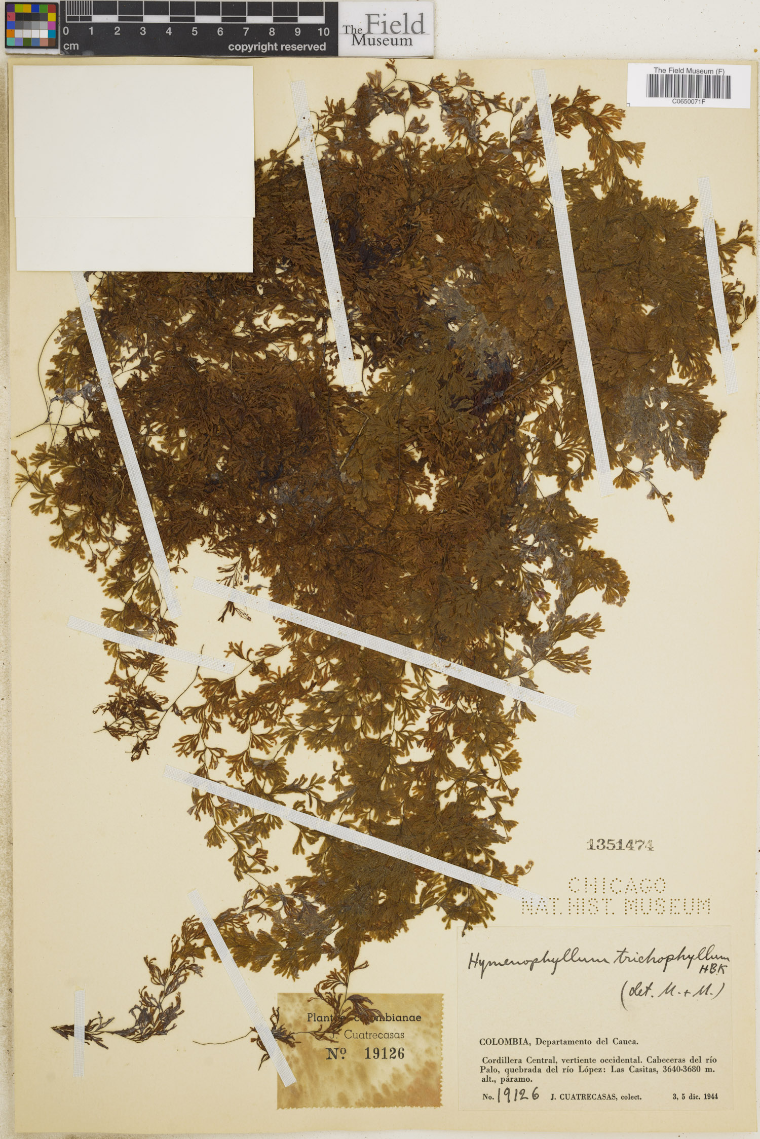 Hymenophyllum trichophyllum image