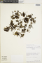 Ferns From Past to Present, funded by the Institute of Museum and Library Services (Award No. MA-30-13-0544-13).