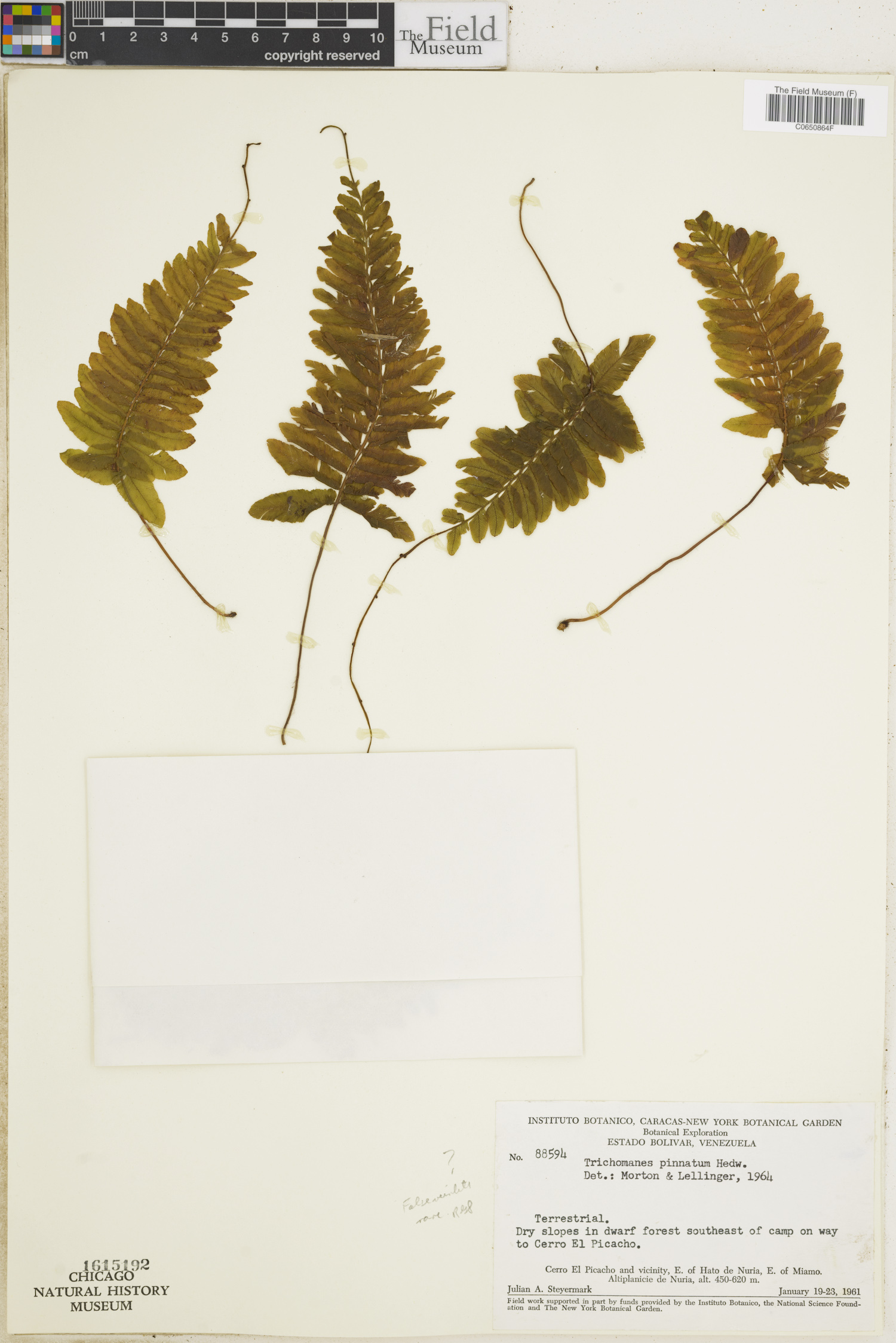 Trichomanes pinnatum image