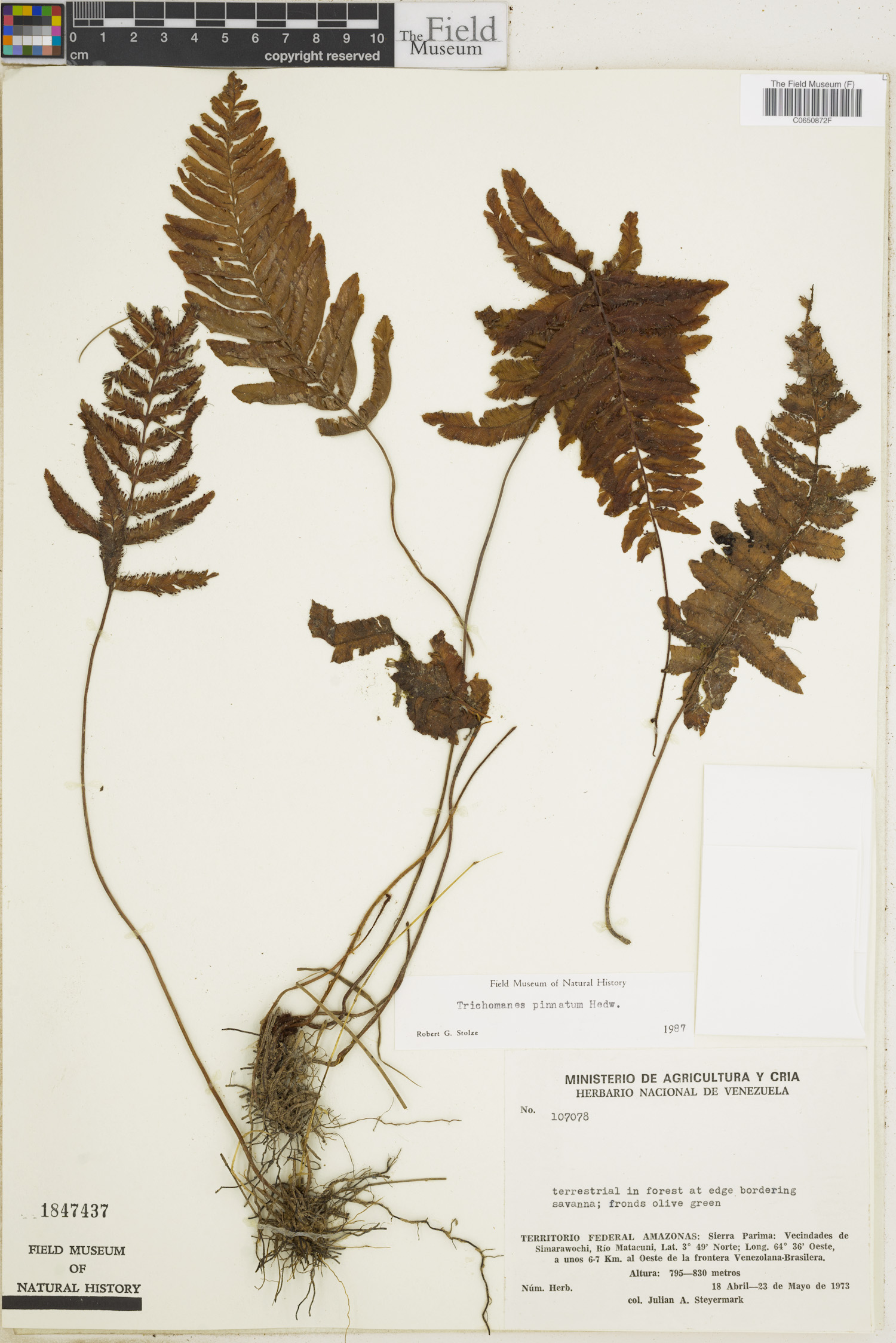 Trichomanes pinnatum image