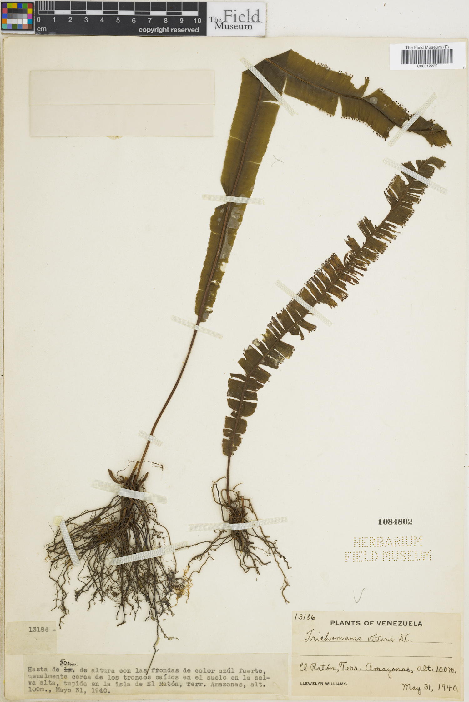 Trichomanes vittaria image