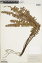 Nephrolepis cordifolia image