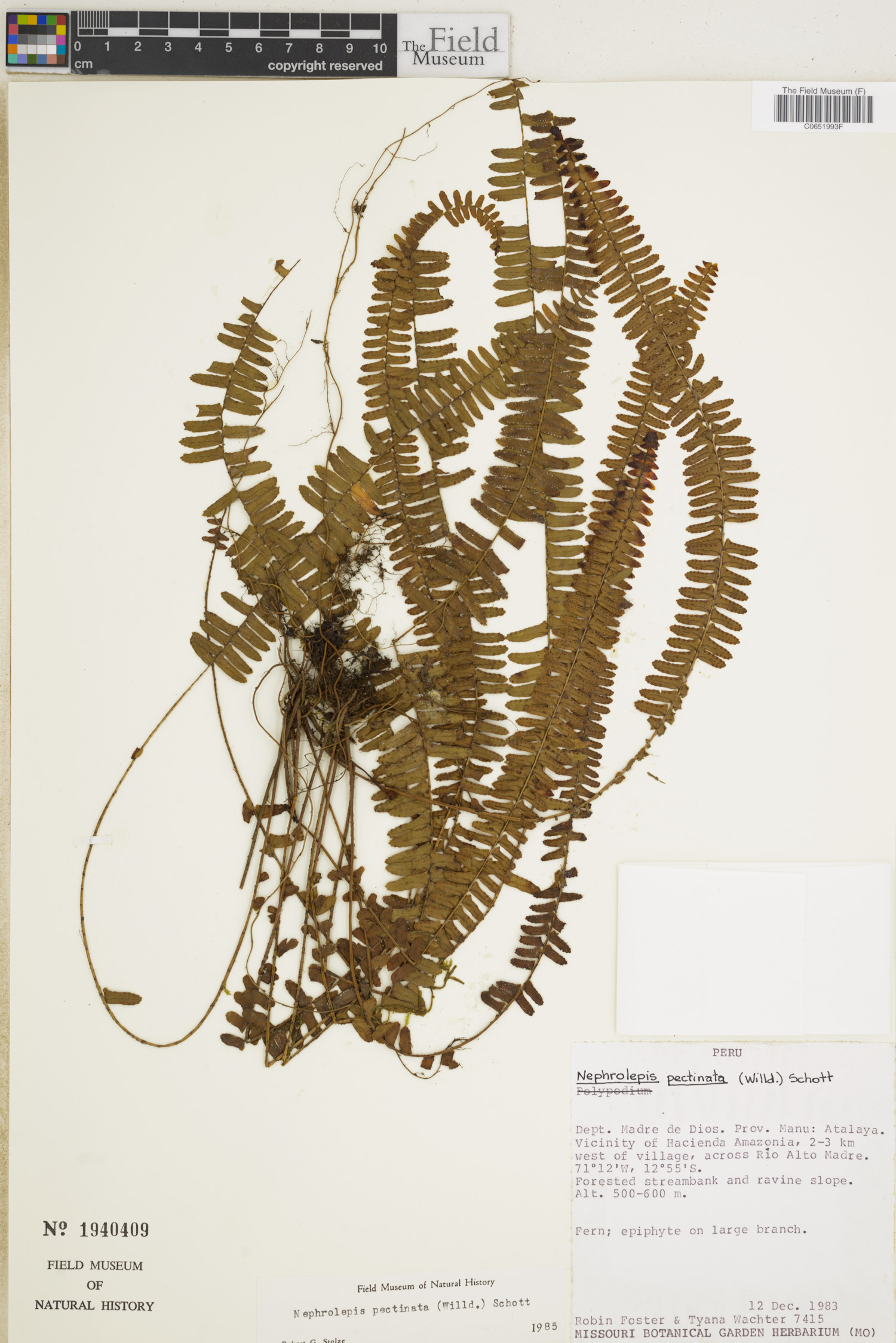 Nephrolepis pectinata image