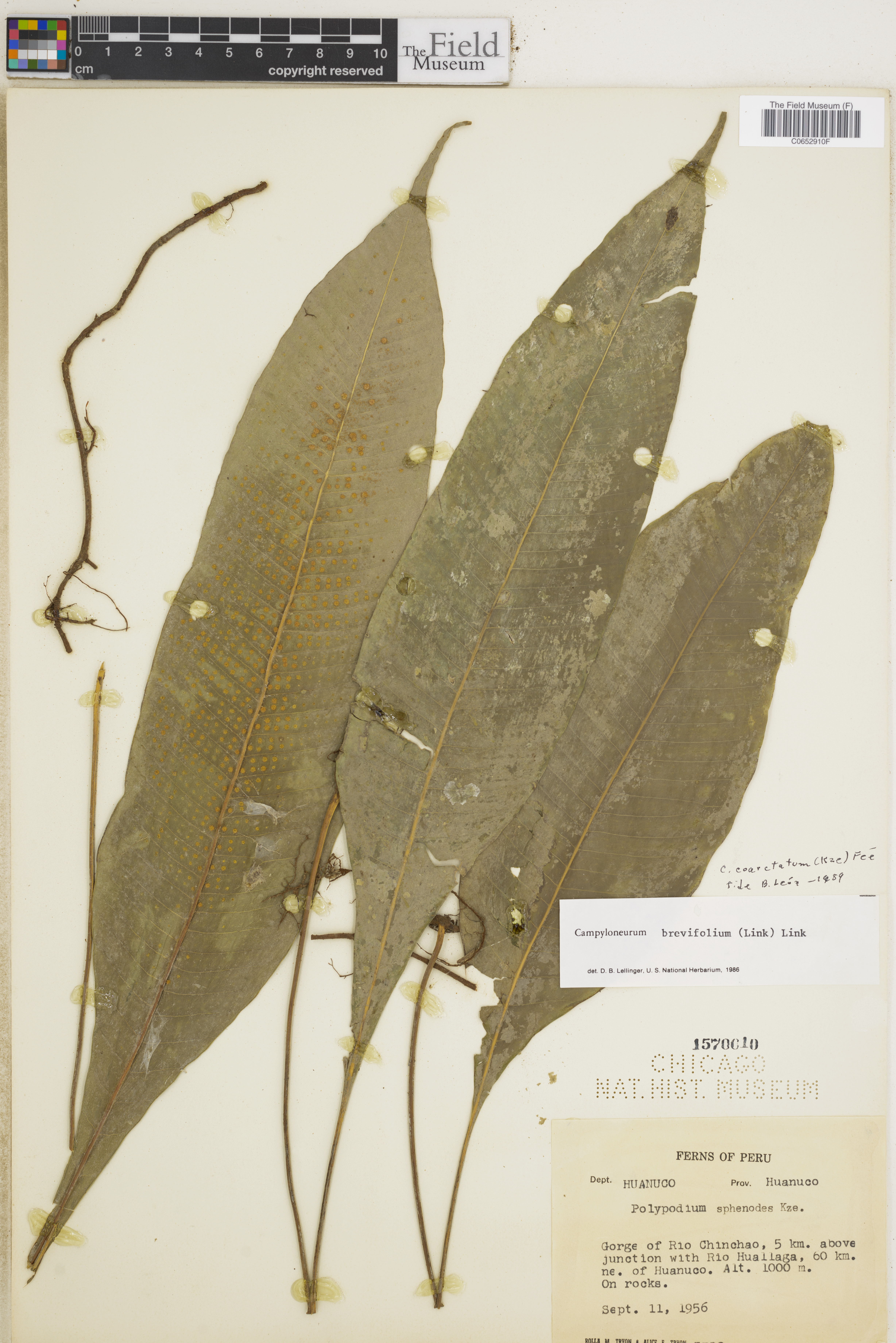 Campyloneurum coarctatum image