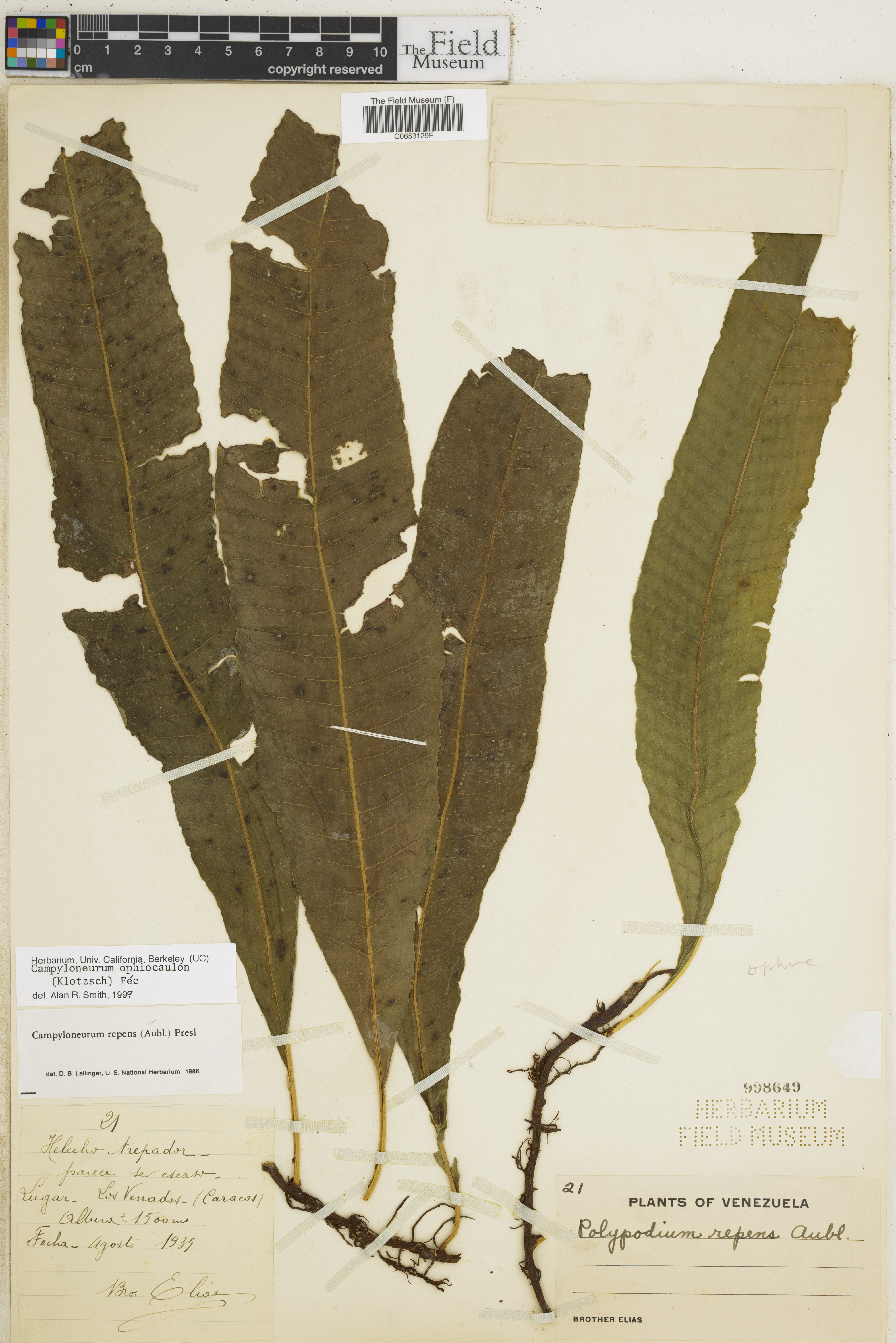 Campyloneurum ophiocaulon image