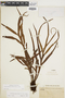 Dicranoglossum furcatum image
