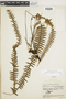 Grammitis asplenifolia image