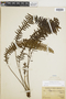 Grammitis asplenifolia image