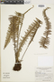 Grammitis taxifolia image