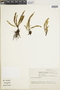 Micropolypodium truncicola image