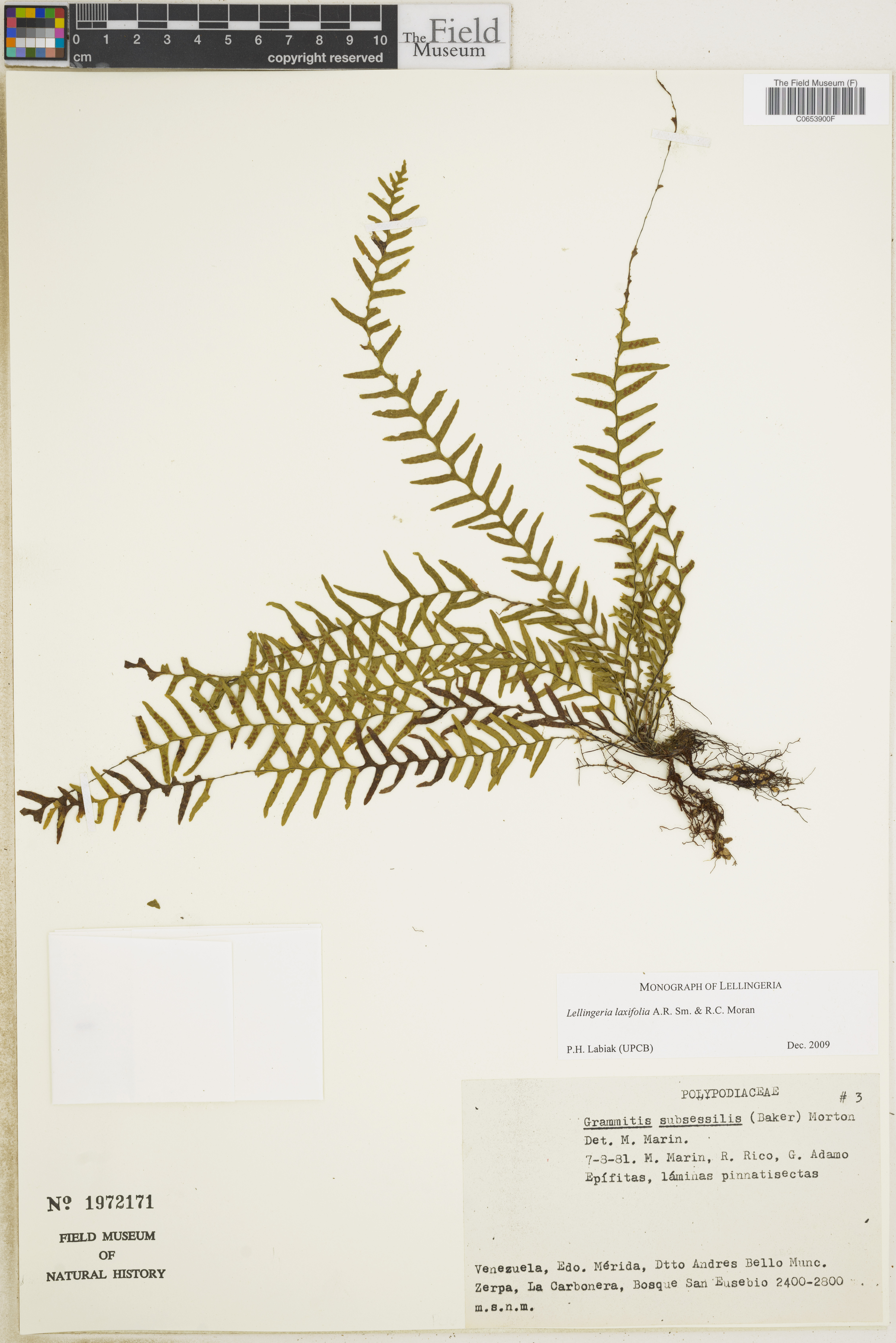 Lellingeria laxifolia image