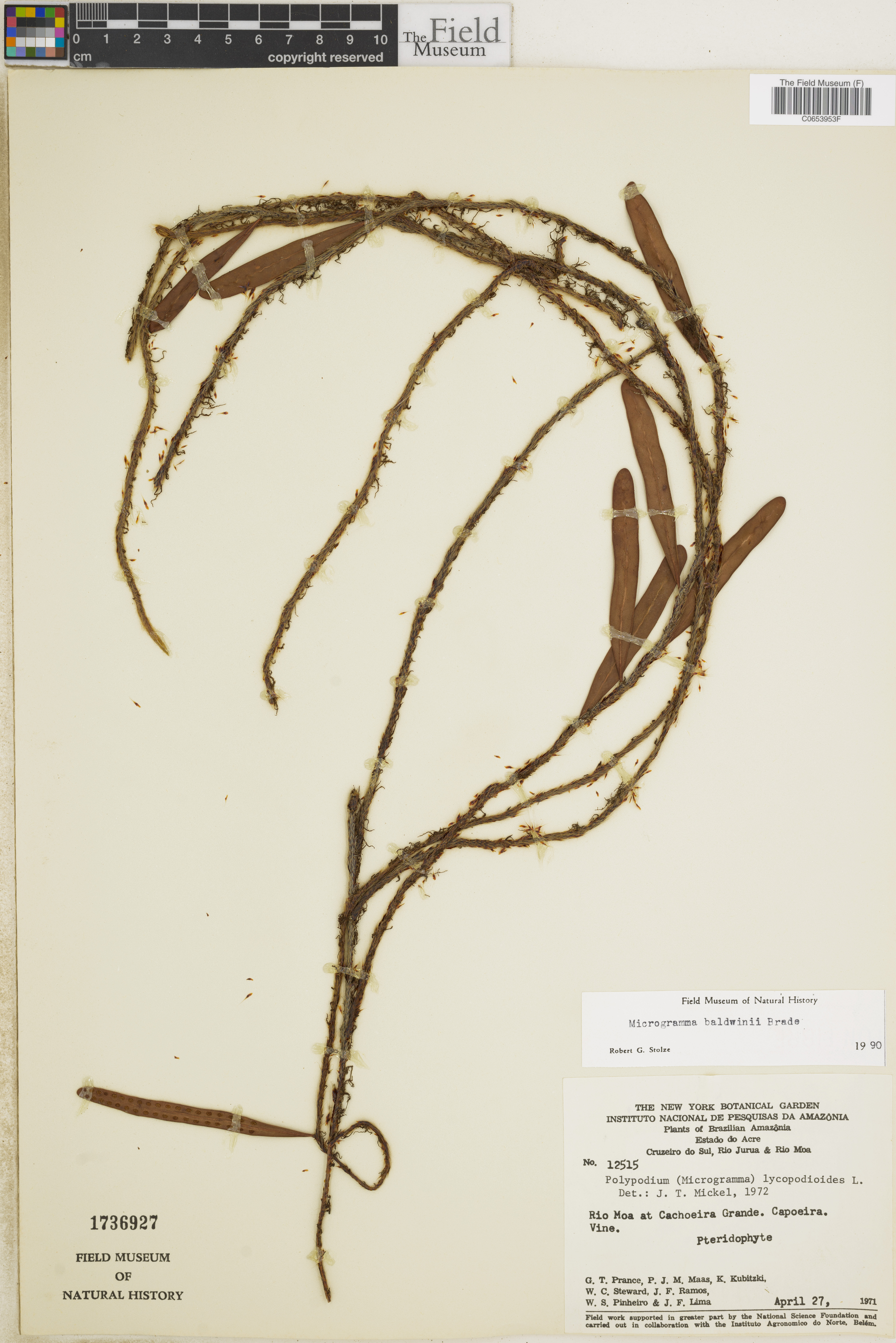 Microgramma baldwinii image