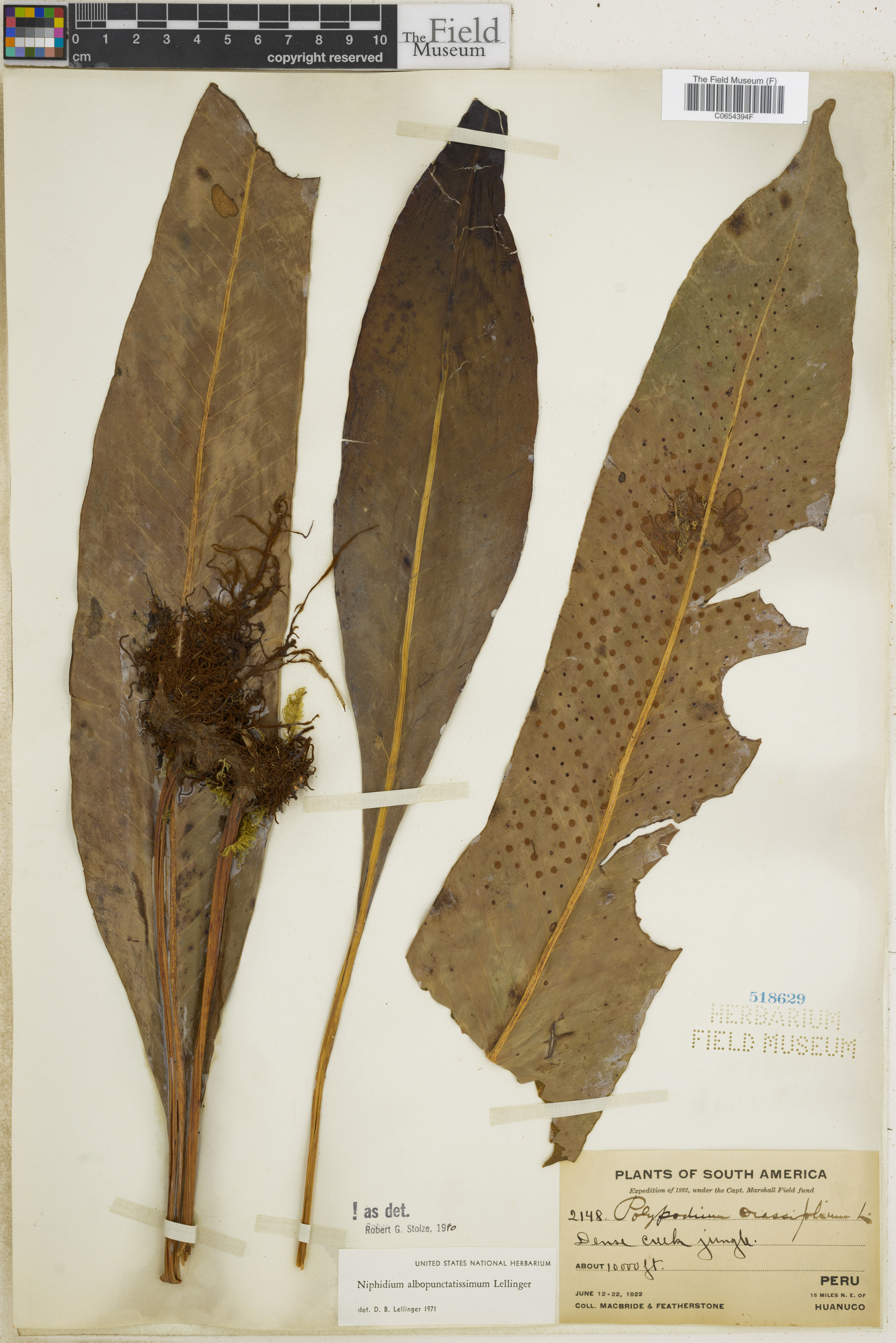 Niphidium albopunctatissimum image