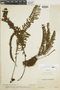 Pecluma camptophyllaria var. lachnifera image