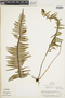 Pecluma ptilodon image