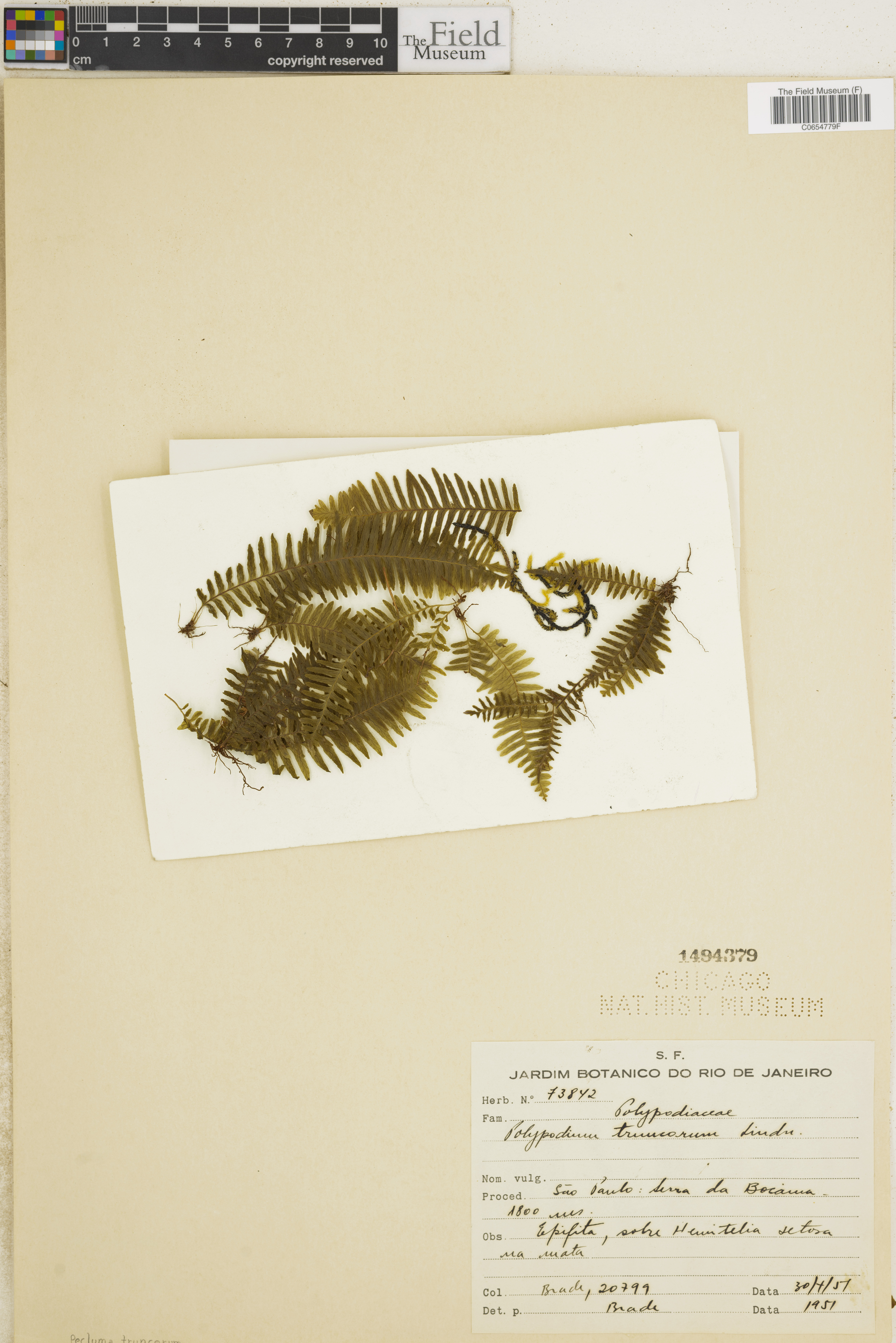 Pecluma truncorum image