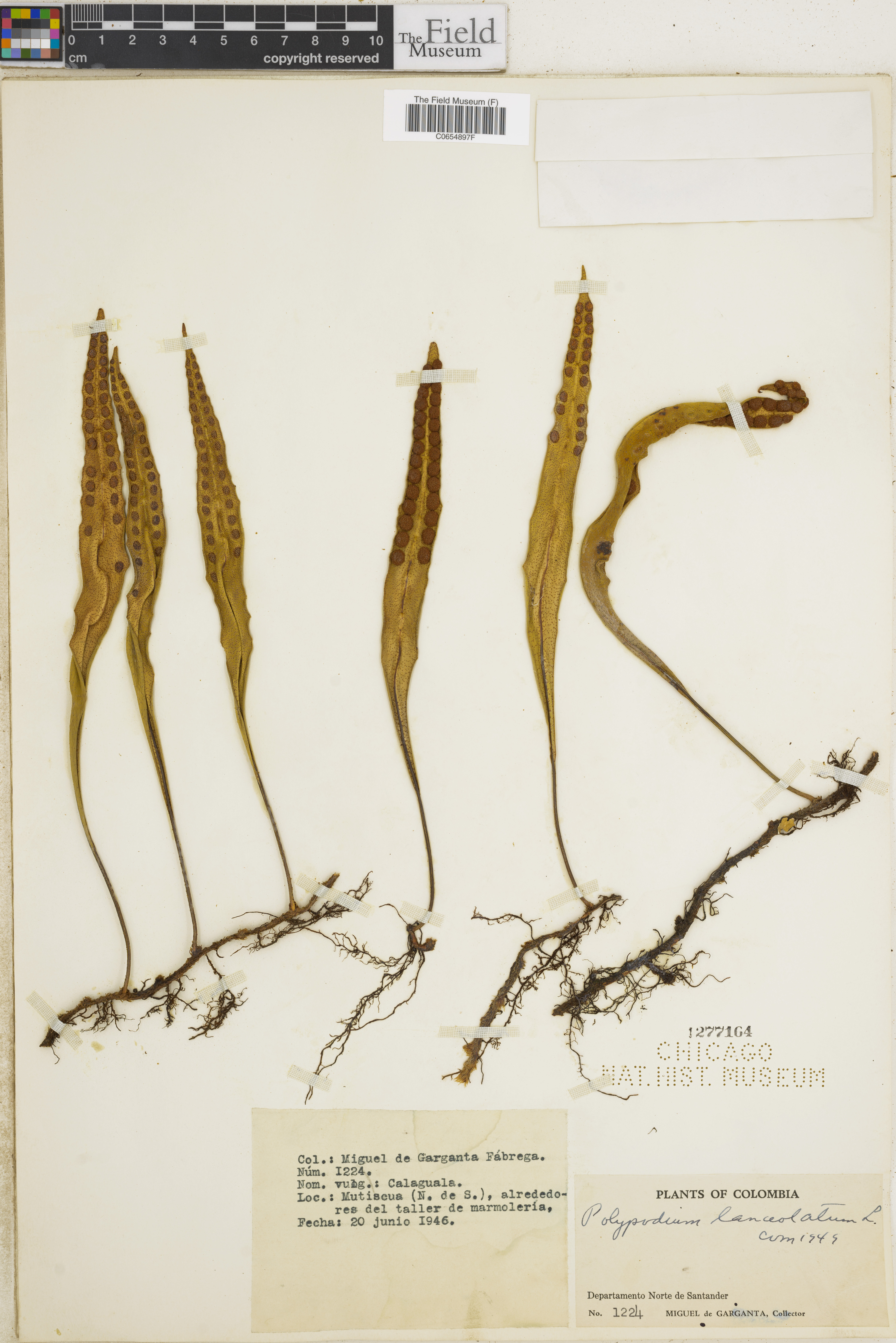 Polypodium lanceolatum image