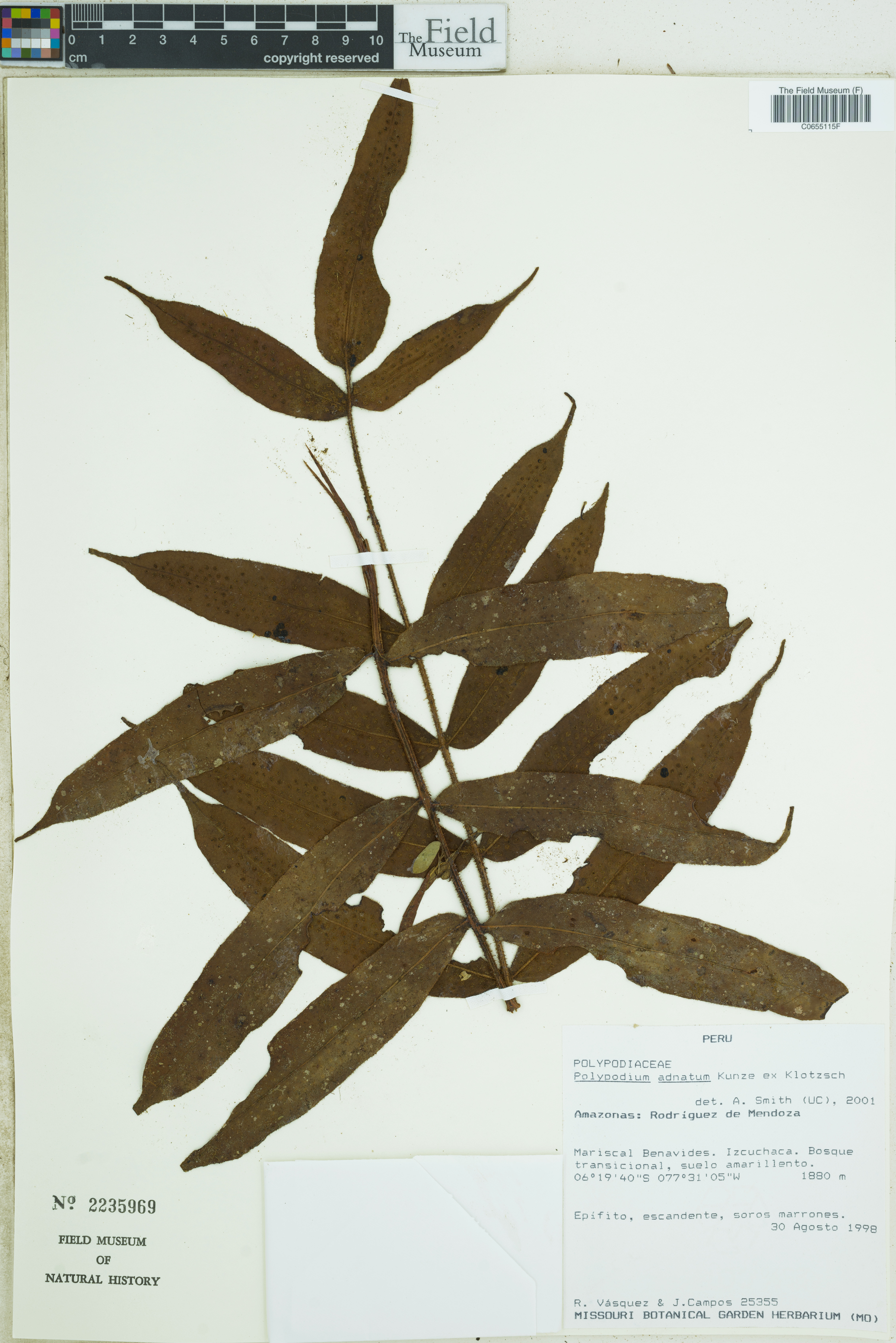 Polypodium adnatum image