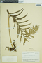 Polypodium attenuatum image