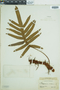 Phlebodium aureum image