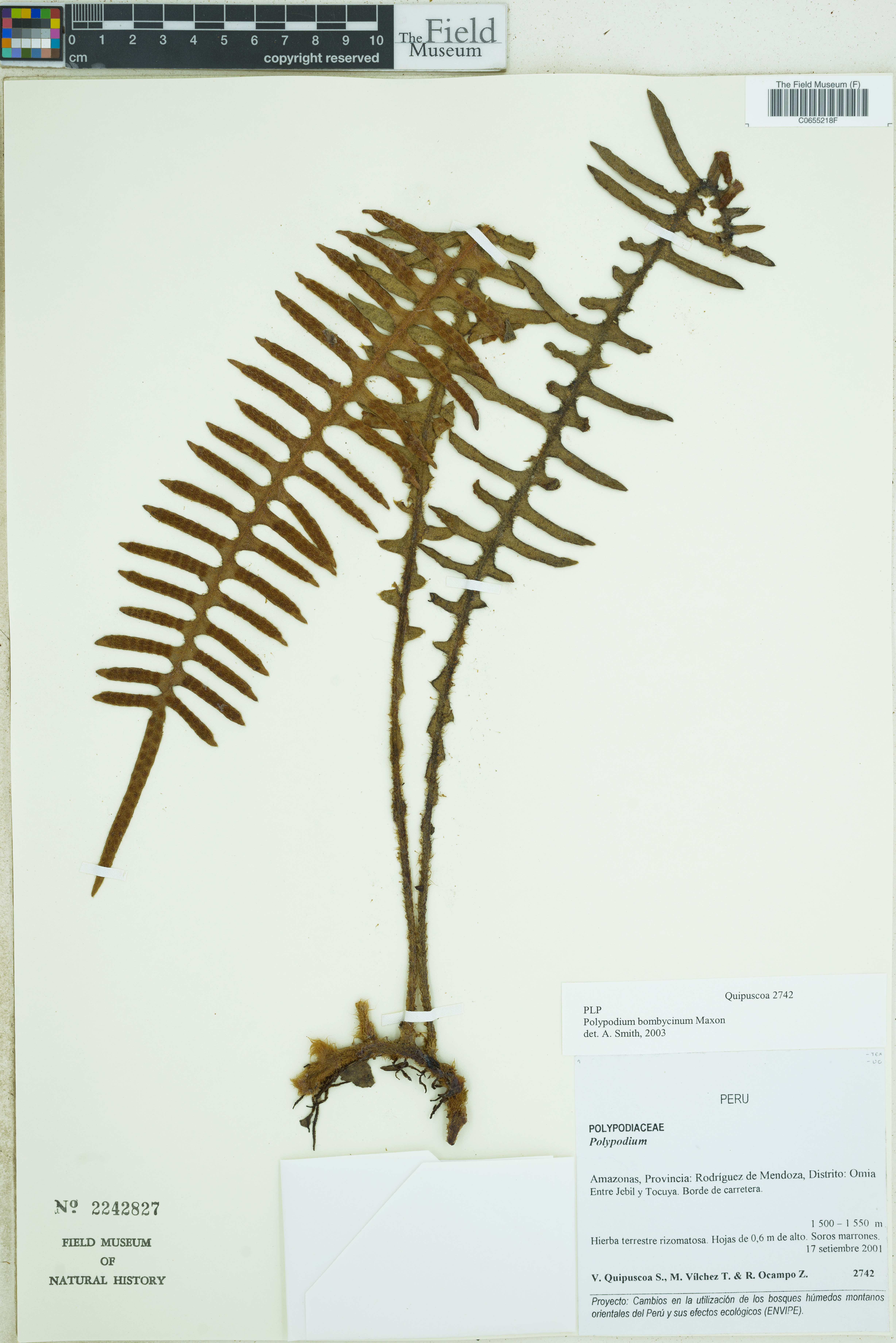 Polypodium bombycinum image