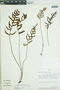 Polypodium pycnocarpum var. buchtienii image