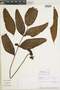 Polypodium caceresii image