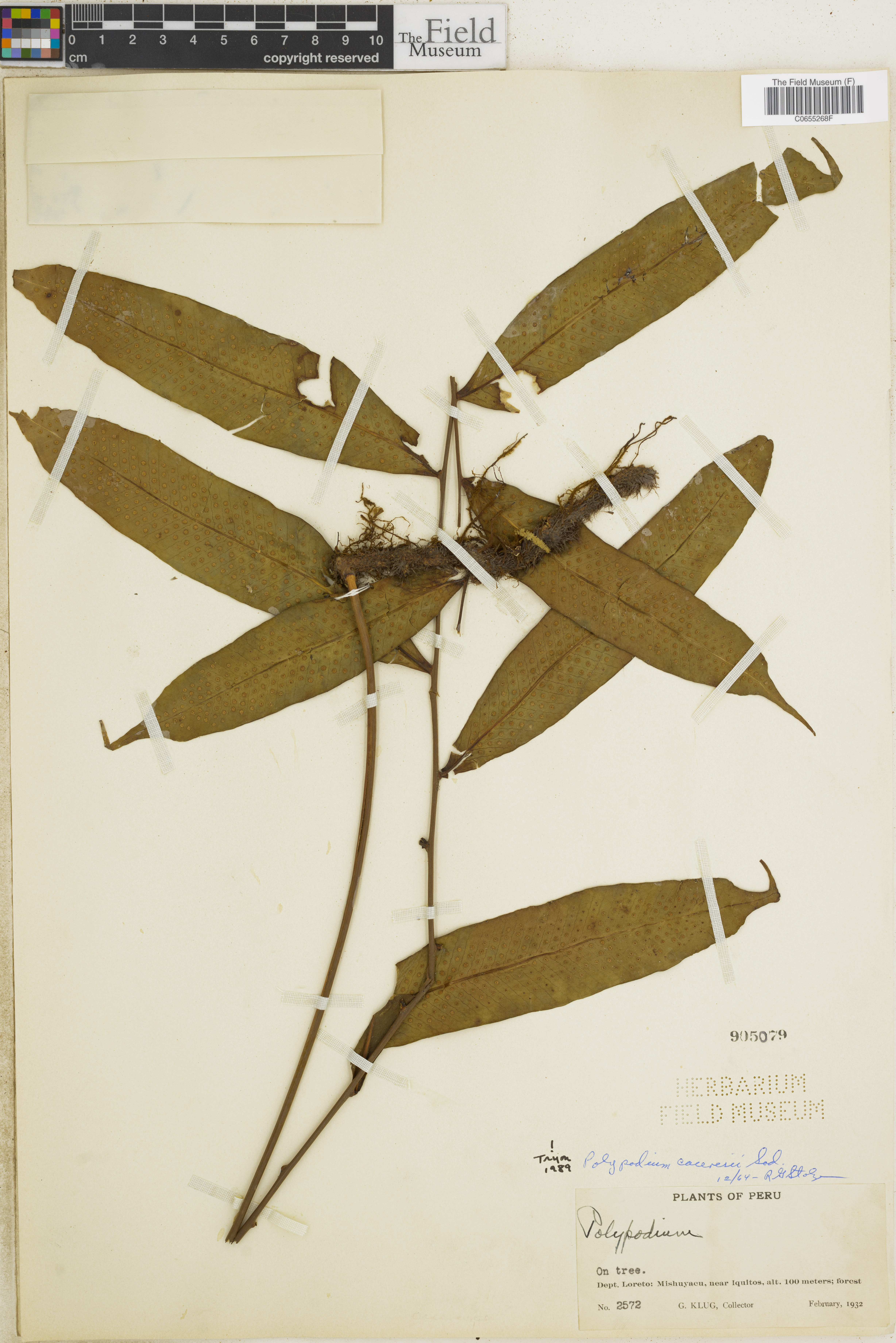 Polypodium caceresii image