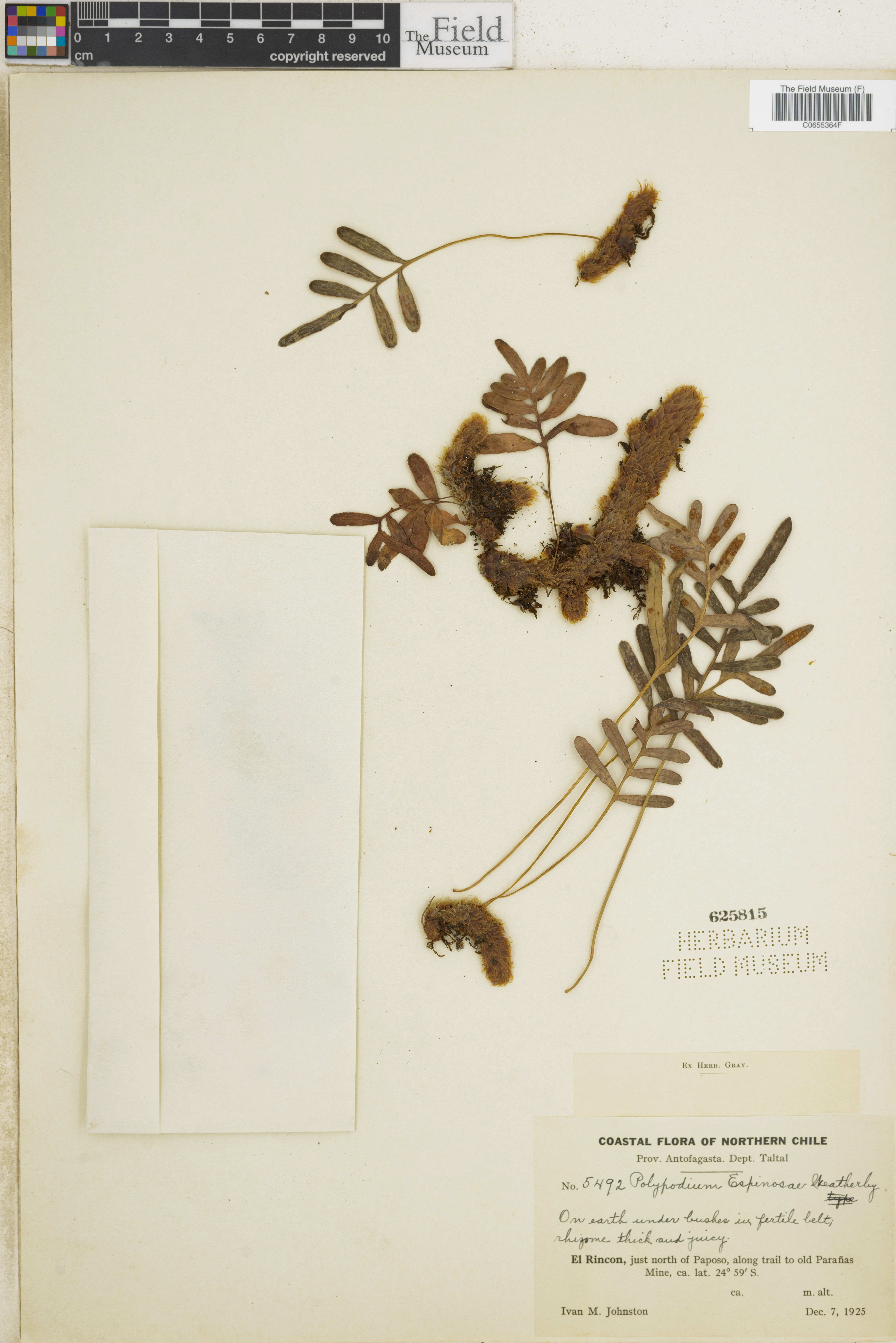 Polypodium espinosae image