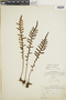 Polypodium fimbriatum image