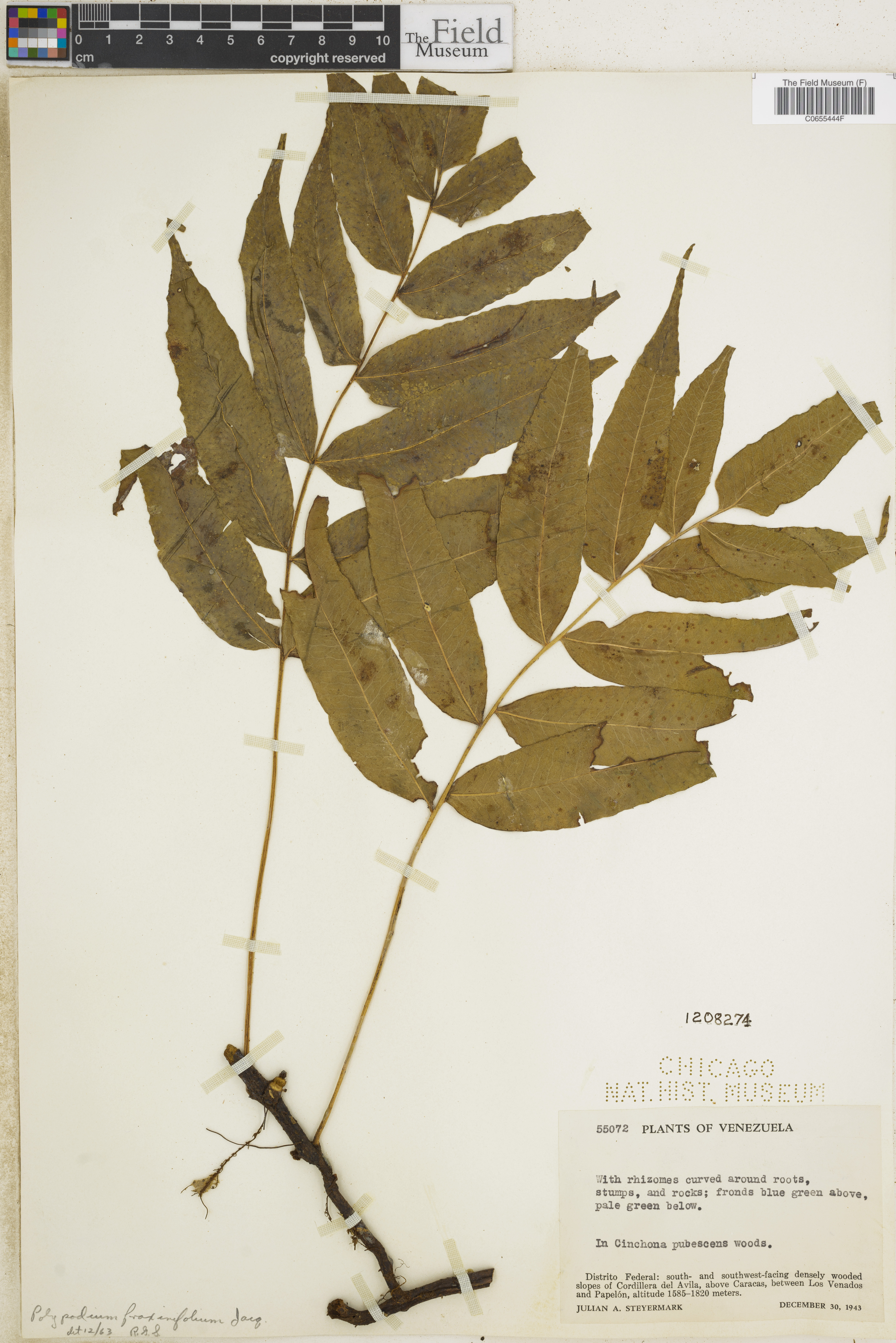 Polypodium fraxinifolium image