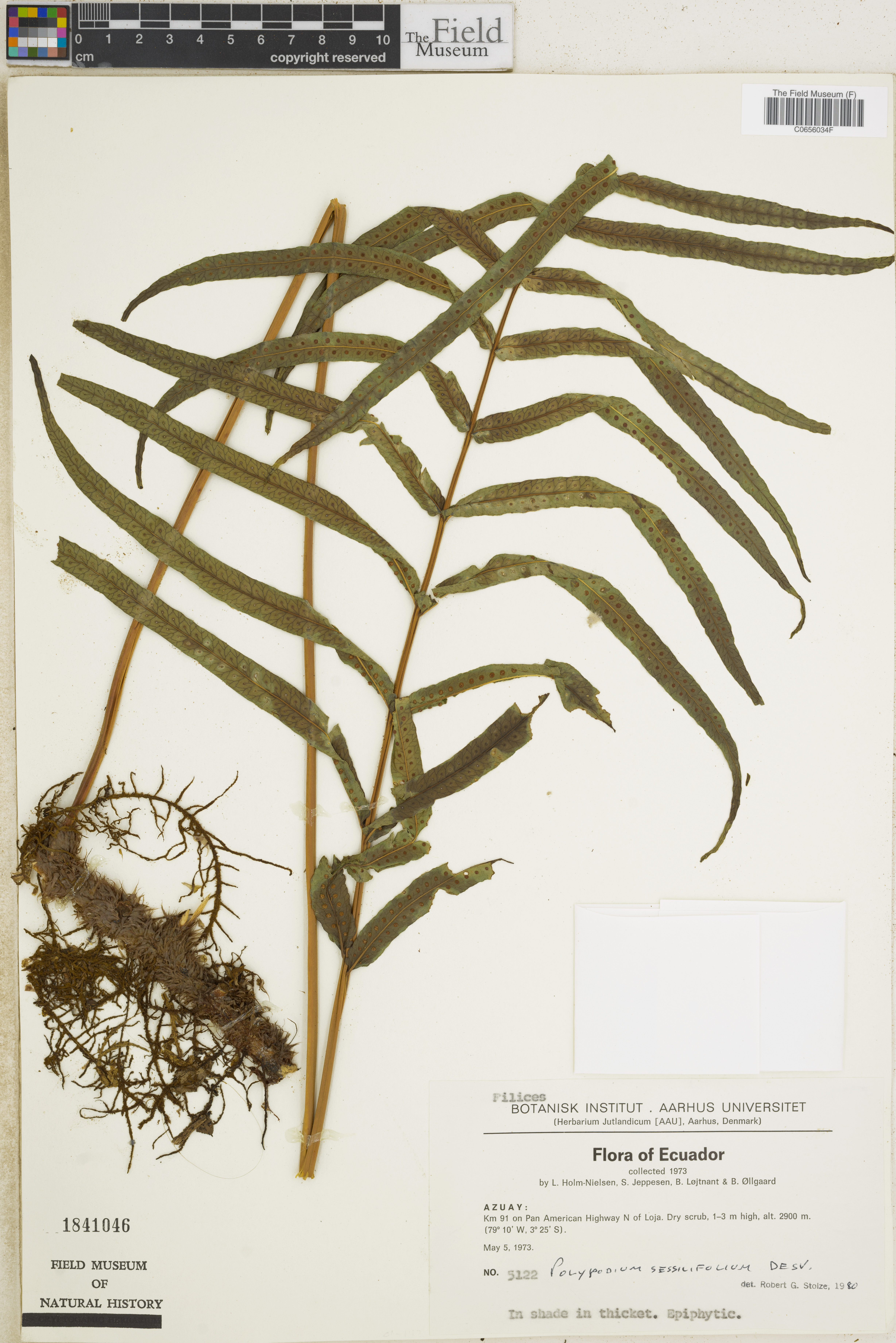 Polypodium echinolepis image
