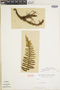 Ferns From Past to Present, funded by the Institute of Museum and Library Services (Award No. MA-30-13-0544-13).