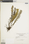 Ferns From Past to Present, funded by the Institute of Museum and Library Services (Award No. MA-30-13-0544-13).