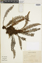 Ferns From Past to Present, funded by the Institute of Museum and Library Services (Award No. MA-30-13-0544-13).