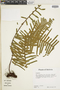 Ferns From Past to Present, funded by the Institute of Museum and Library Services (Award No. MA-30-13-0544-13).