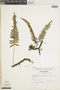 Ferns From Past to Present, funded by the Institute of Museum and Library Services (Award No. MA-30-13-0544-13).