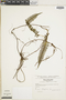 Ferns From Past to Present, funded by the Institute of Museum and Library Services (Award No. MA-30-13-0544-13).