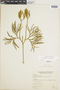 Lycopodium thyoides image