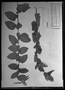 Field Museum photo negatives collection; Paris specimen of Melochia hirsuta Cav., BRAZIL, Type [status unknown], P