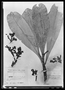 Field Museum photo negatives collection; Paris specimen of Hortia brasiliana Vand. ex DC., BRAZIL, D. Vandelli, Type [status unknown], P