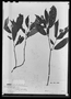 Field Museum photo negatives collection; Paris specimen of Begonia langsdorffii A. DC., BRAZIL, Type [status unknown], P